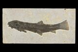 Notogoneus Fossil Fish (Scarce Species) - Wyoming #144004-1